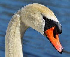 white swan head water bird animal world