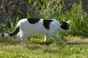 white Cat with black spots walking outdoor