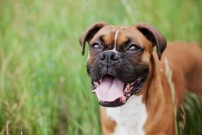 homemade brown boxer in a flowering meadow