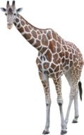 clipart of Giraffe Animal