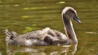 swimming young swan on the lake