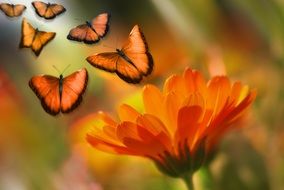 butterflies and orange summer flower