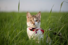 kitten with a collar in the green grass