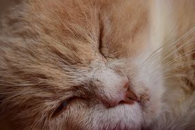 cute red cat sleeping