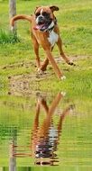 brown boxer dog is reflected in the lake