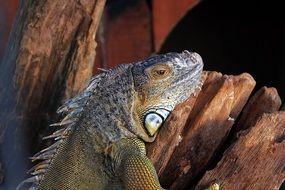 iguana lizard in the wildlife