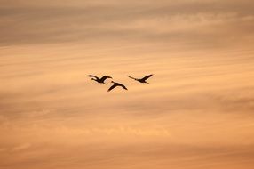 cranes flying at sunset