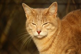 ginger cat in the bright sun