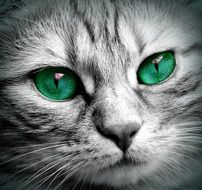 cat face with emerald eyes