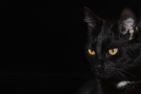 Black cat in a dark