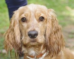 puppy anxious glance