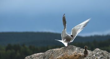 The Bird Feeds The Chick