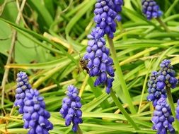 blue Grape Hyacinths in green grass