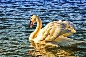 wonderful and beautiful Bird Swan