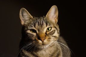 portrait of a cat with green eyes