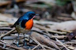 beautiful Robin Little Birds