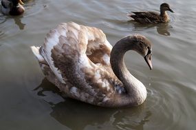 gorgeous Swan Cub on Water