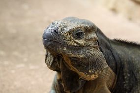 Rhino Iguana, head of lizard close up