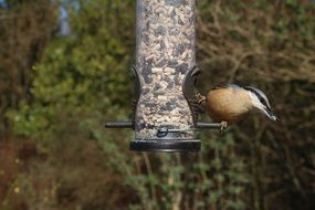 Nuthatch on Feeder in Garden