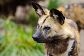 African wild dog with large round ears