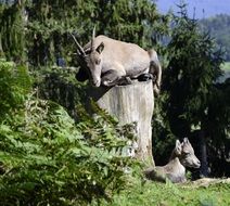 young Capricorn in wild Forest