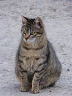 pregnant brindle cat