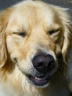 portrait of a golden retriever with a squint