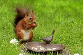 Squirrel is eating in the garden