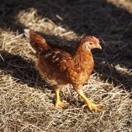 young chicken on a straw on a farm