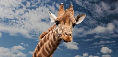 portrait of giraffe and cloudy sky