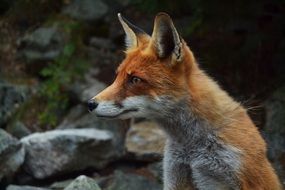 red fox profile photo with the stones on background