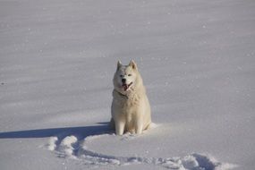 Husky dog sits on snow