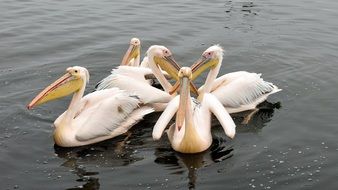 pelicans in the water