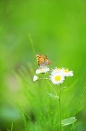 Butterfly on small white flower