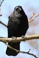 black Raven is sitting on a branch