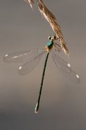green dragonfly on the ears of corn