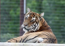 cute tiger in a cage at the zoo