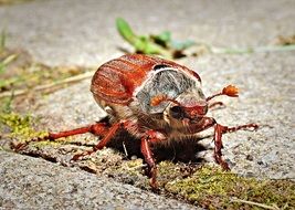 may beetle on the pavement