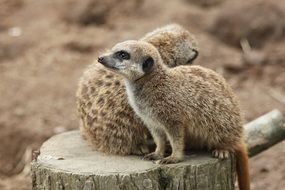 meerkats are sitting on a tree stump