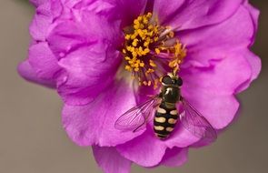 closeup photo of Hoverfly Garden Flower