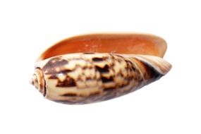 Sea Shell on white background