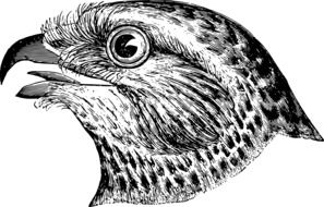 bird head with Beak sketch