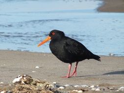 charmingly cute Oyster Catcher Bird