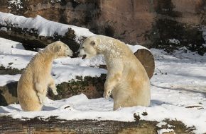 Polar Bears on snow in zoo