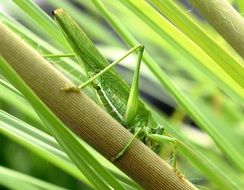 grasshopper in the green grass