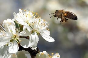 macro picture of Bee is flying to the white flowers