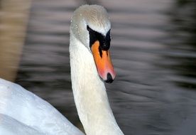 swan's beak close up