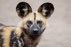 carnivorous african wild dog close-up