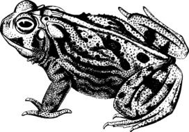 Frog Toad drawing