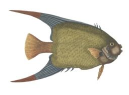 exotic fish as an illustration